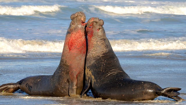 Blutige Auseinandersetzung zweier männlicher Seeelefanten im Paarungskampf