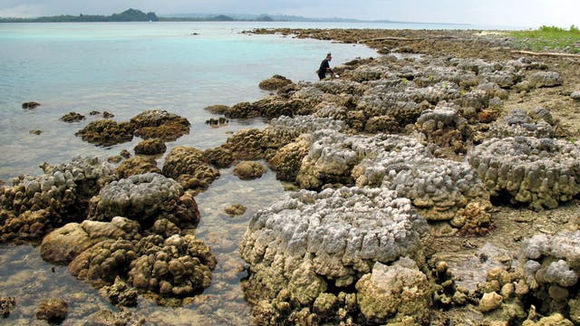 Angehobene Korallen an einem Strand der Insel Simeulue im Südwesten von Aceh, Indonesien. (Archivbild)