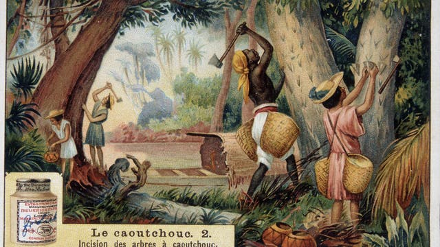 Die Gewinnung von wildem Kautschuk auf einem »Liebigbild« um 1910