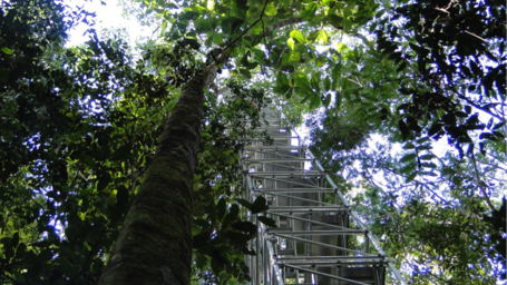 Ein Turm im Regenwald