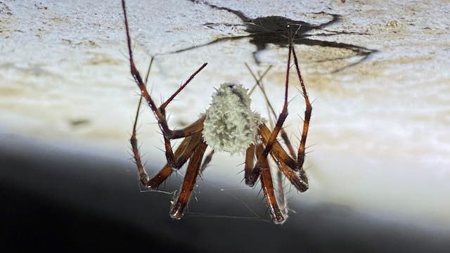 Eine Spinne hängt kopfüber an einer hellen Oberfläche. Ihr Körper ist mit einem weißen, flauschigen Material bedeckt, während ihre langen, dünnen Beine braun sind. Die Spinne wirft einen deutlichen Schatten auf die Oberfläche.