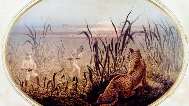 Symbolbild für eine Tigerjagd im 19. Jahrhundert. 