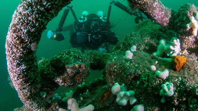 Ein Taucher untersucht ein dicht mit Muscheln und Algen bewachsenes Wrack in grünlichem Meerwasser