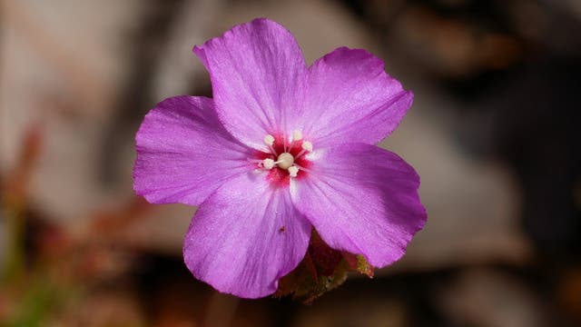 Eine Nahaufnahme einer violetten Blume mit fünf Blütenblättern, die in der Mitte weiße Staubblätter aufweist. Der Hintergrund ist unscharf und zeigt natürliche Erdtöne, die die Blume hervorheben.