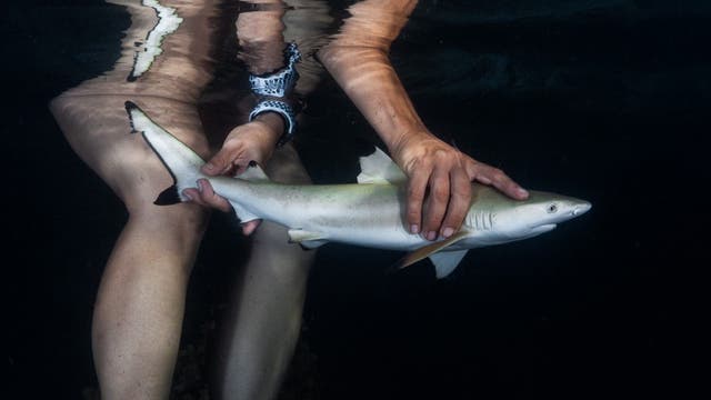 Ein junger Schwarzspitzen-Riffhai wird freigelassen