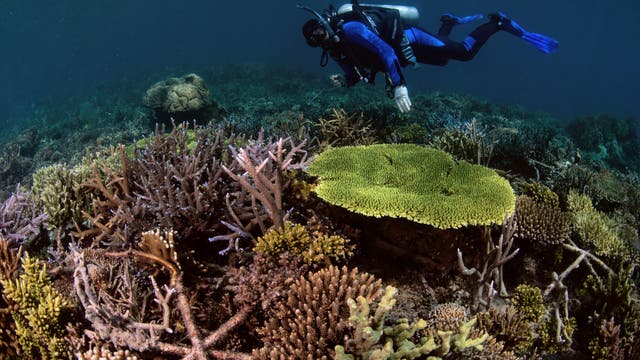 Ein Taucher schwebt über einem farbenprächtigen Riff mit verschiedenen Arten vor der Küste von Sulawesi