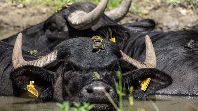 Wasserbüffel auf einer Wilden Weide