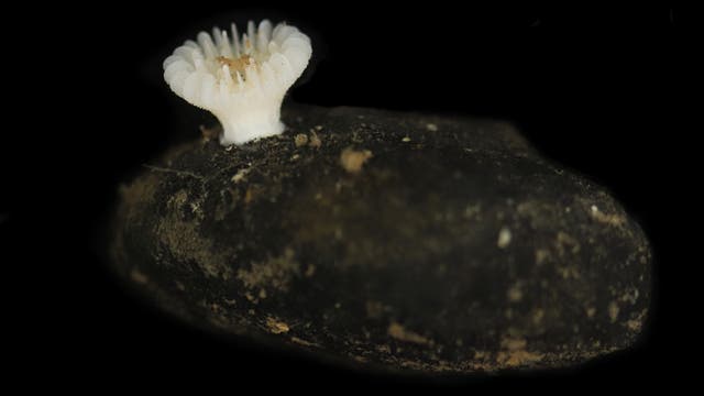 Nahaufnahme einer kleinen, weißen, blütenartigen Steinkoralle, der auf einer dunklen, unregelmäßig geformten Manganknolle sitzt, die wie ein Stein aussieht. Der Hintergrund ist schwarz.