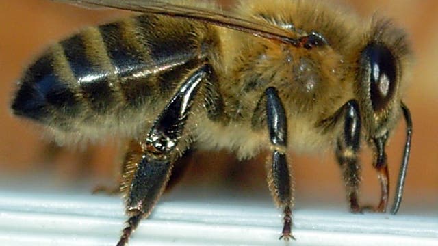 Dunkle Biene