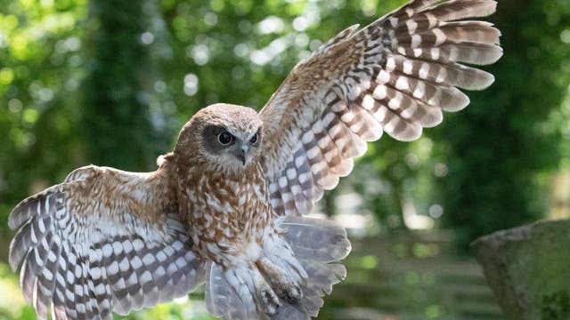Eine Eule mit braun-weißem Gefieder fliegt mit ausgebreiteten Flügeln durch einen grünen, bewaldeten Hintergrund. Die Sonne scheint durch die Blätter und erzeugt ein lebendiges, natürliches Ambiente.
