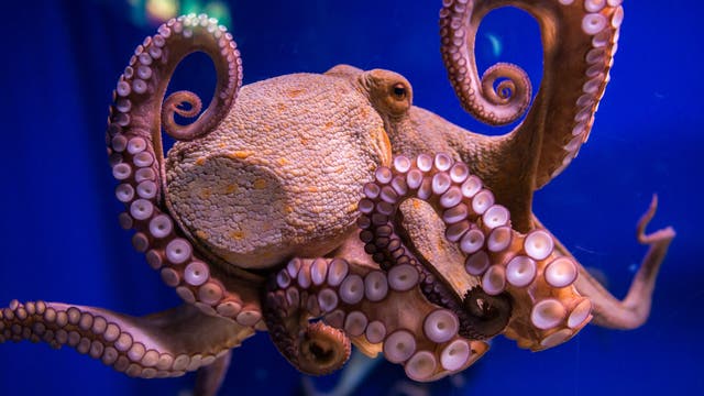 Oktopus (Octopus vulgaris) in einem Meerwasseraquarium