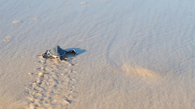 Eine noch sehr kleine Grüne Meeresschildkröte (Chelonia mydas) schleppt sich durch den nassen Sand Richtung Wasser.