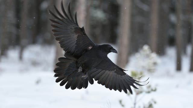 Ein Kolkrabe (Corvus corax) im Flug, im Hintergrund Schnee und ein Wald.