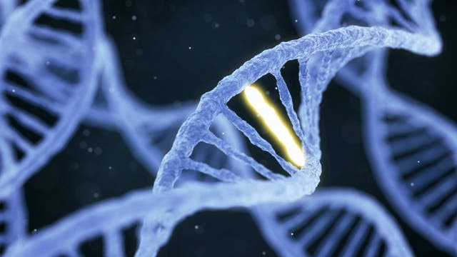 Eine Nahaufnahme einer blauen DNA-Doppelhelix vor einem dunklen Hintergrund. Ein Abschnitt der Helix ist hervorgehoben und leuchtet in einem hellen Gelbton, was auf eine besondere Bedeutung oder Veränderung hinweist. Es sind keine Menschen im Bild. Das Bild vermittelt ein wissenschaftliches Thema, möglicherweise Genetik oder Biotechnologie.