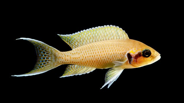Ein gelblich brauner Fisch mit auffälligen Flossen schwimmt vor einem schwarzen Hintergrund. Die Flossen sind leicht durchsichtig mit bläulichen und gelblichen Akzenten. Die einzelnen Schuppen des Fisches sind gut erkennbar, manche sind orange, andere heller. Auf den Flossen ist ein gepunktetes Muster erkennbar.