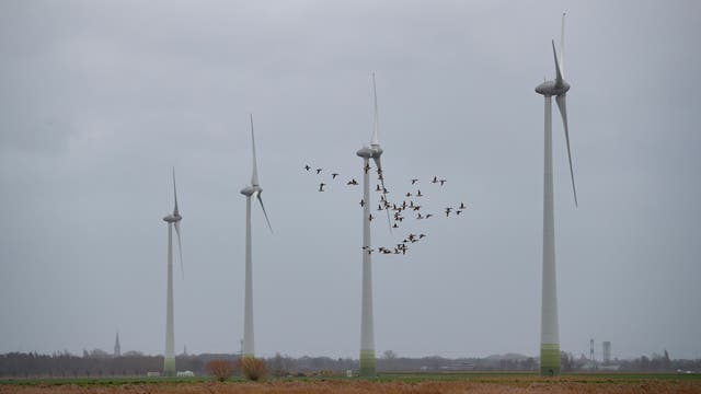 Eine Gruppe von Windkraftanlagen steht auf einem offenen Feld unter einem grauen Himmel. Ein Schwarm Vögel fliegt zwischen den Turbinen hindurch. Im Hintergrund sind Bäume und Gebäude zu sehen. Die Szene vermittelt ein Gefühl von erneuerbarer Energie und Natur im Einklang.