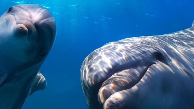 Zwei Delfine nahe unter der Wasseroberfläche schauen in die Kamera.