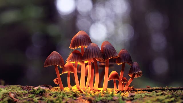 Eine Gruppe kleiner Magic mushrooms in der Natur auf moosigem Untergrund.