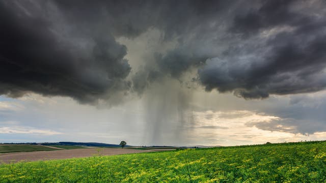 Eine weite Landschaft mit grünen Feldern und gelben Blumen im Vordergrund. Am Horizont sind dunkle, bedrohliche Wolken zu sehen, aus denen Regen fällt. Der Himmel ist dramatisch und kontrastiert mit der ruhigen Landschaft. Ein einzelner Baum steht in der Ferne.