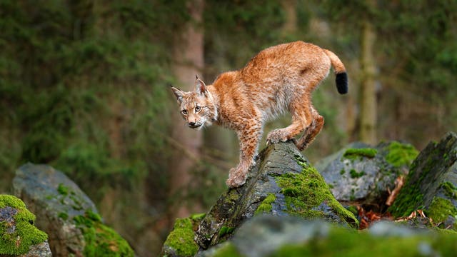 Ein Luchs steht aufmerksam auf einem mit Moos bedeckten Felsen in einem Wald. 