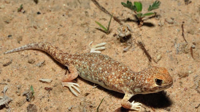 Eine kleine, sandfarbene Eidechse mit gemustertem Rücken und großen Augen kriecht über sandigen Boden. Um sie herum sind kleine Pflanzen und vereinzelte Zweige zu sehen. Die Eidechse hat helle, krallenartige Füße und einen langen, schmalen Schwanz.
