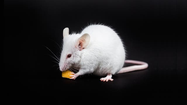 Eine weiße Maus frisst ein Stückchen Käse, das sie mit ihren Pfoten hält, vor schwarzem Hintergrund.
