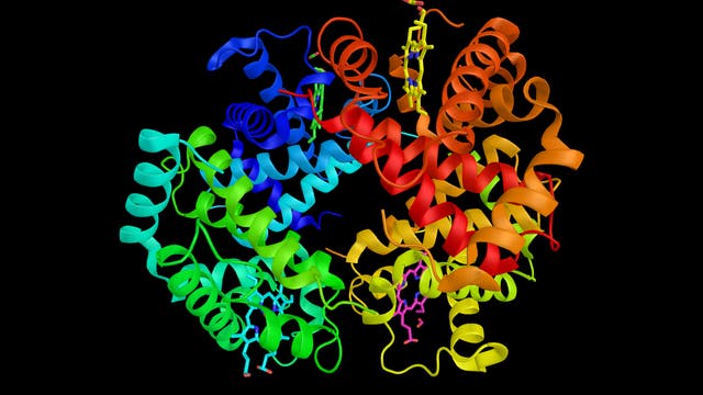 Bänderdarstellung der Proteinketten des Hämoglobins. In Stabdarstellung die Häm-Gruppen.