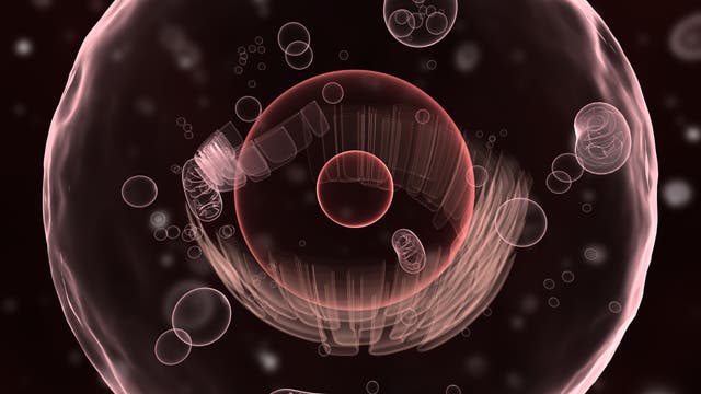 Illustration der Zellstruktur