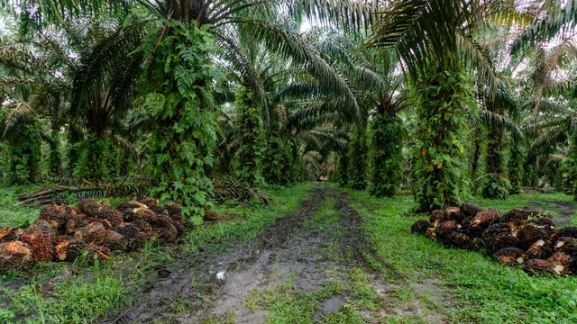 Ein dichter Palmölplantage mit hohen Palmen, deren Stämme von grünen Farnen bewachsen sind. Auf beiden Seiten des schlammigen Pfades liegen geerntete Palmfrüchte in großen Haufen. Die Szene vermittelt eine feuchte, tropische Atmosphäre.