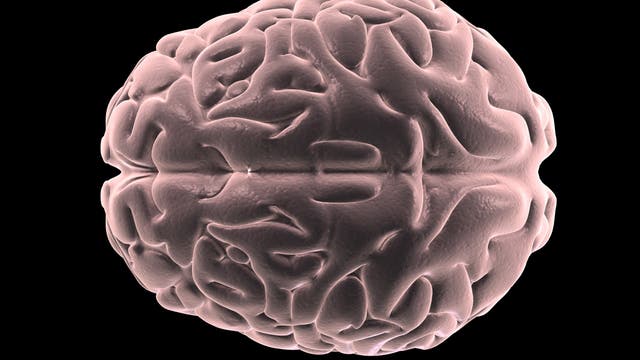 3D-erstelltes Gehirn vor schwarzem Hintergrund