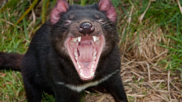 Tasmanischer Beutelteufel