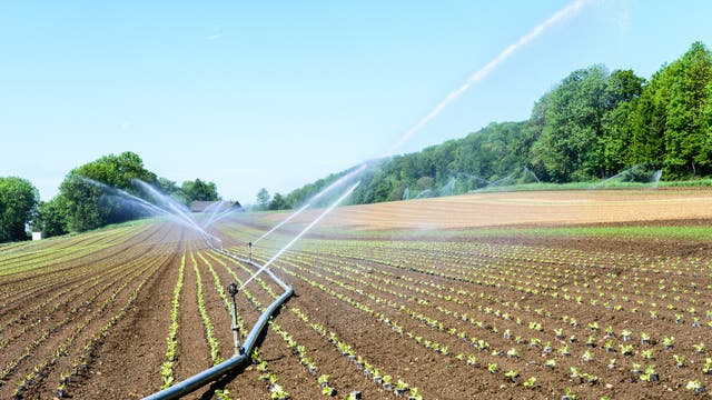 Ein frisch bepflanztes Gemüsefeld mit Bewässerungsanlagen