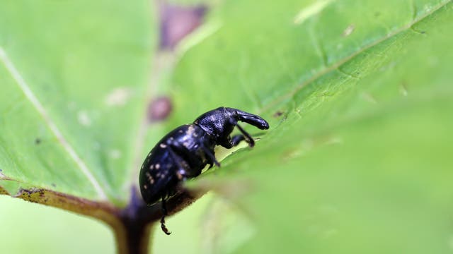 Ein Rüsselkäfer (beachtet den Rüssel) auf einem Blatt.