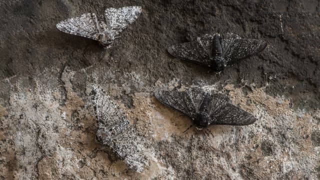 Vier Birkenspanner mit unterschiedlichen Flügelmustern ruhen auf einer rauen Birkenrinde. Zwei Falter haben helle, gesprenkelte Flügel, die sich gut in den Hintergrund einfügen, während die anderen beiden dunklere Flügel haben. Die Szene zeigt die natürliche Tarnung der Birkenspanner in ihrer Umgebung.
