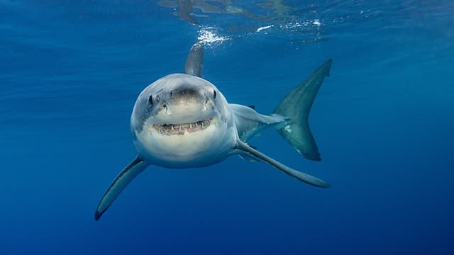 Weißer Hai vor der mexikanischen Küste
