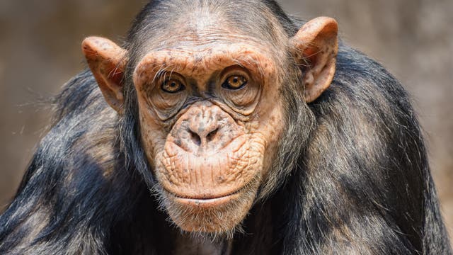 Porträt eines Bonobo, der in die Kamera schaut.