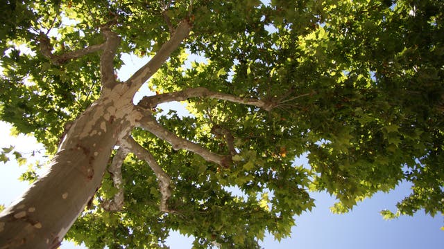 Blick von unten auf einen großen Baum mit einem dicken Stamm und weit ausladenden Ästen, die von dichtem, grünem Laub bedeckt sind. Der Himmel ist klar und blau, was einen Kontrast zu den grünen Blättern bildet. Die Perspektive hebt die Höhe und Größe des Baumes hervor.