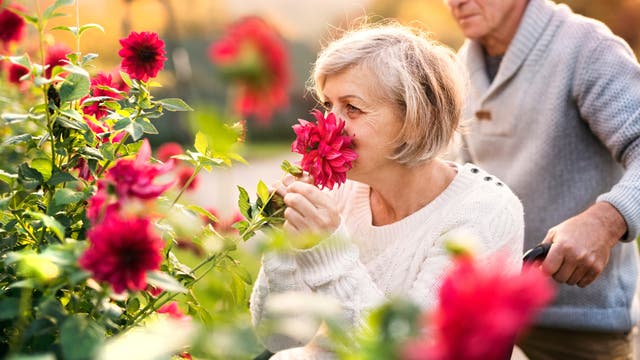 Ältere Frau im Rollstuhl riecht an roten Blumen, zu denen sie ein Mann schiebt.