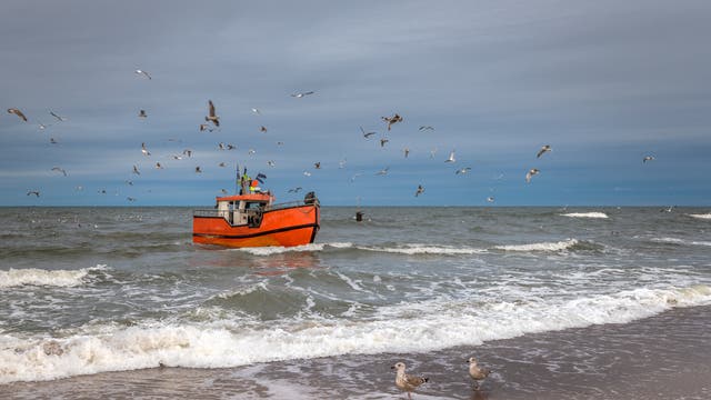 Fischer in der Ostsee sollen künftig noch weniger Hering fangen dürfen.