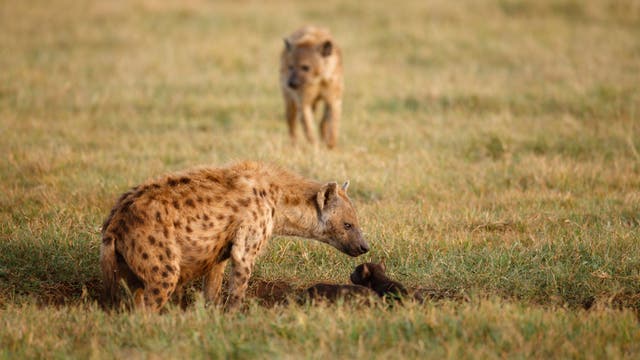 An der Spitze der Tüpfelhyänen-Hierarchie im Ngorongoro-Krater Tansanias stehen Weibchen.