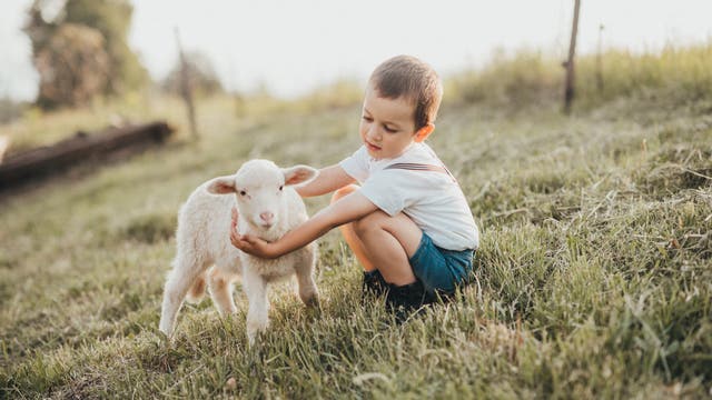 Kleiner Junge auf einer Wiese streichelt ein Lamm