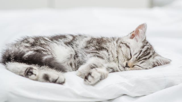 Eine junge, grau-weiß getigerte Katze schläft friedlich auf ihrer linken Seite auf einem weißen Kissen, das auf einem Bett mit einem weißen Laken liegt. Der Hintergrund ist unscharf in hellen Tönen gehalten.