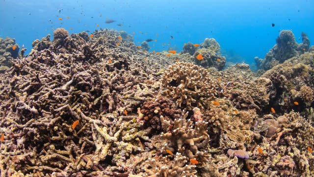 Unterwasseraufnahme eines Korallenriffs mit verschiedenen Korallenarten und kleinen, orangefarbenen Fischen, die um die Korallen schwimmen. Der Hintergrund zeigt klares, blaues Wasser, das die lebendige Meeresumgebung betont. Die Szene vermittelt ein Gefühl von Vielfalt und Lebendigkeit im Ozean.