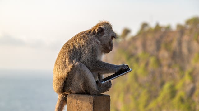 Affe auf Bali mit gestohlenem Smartphone