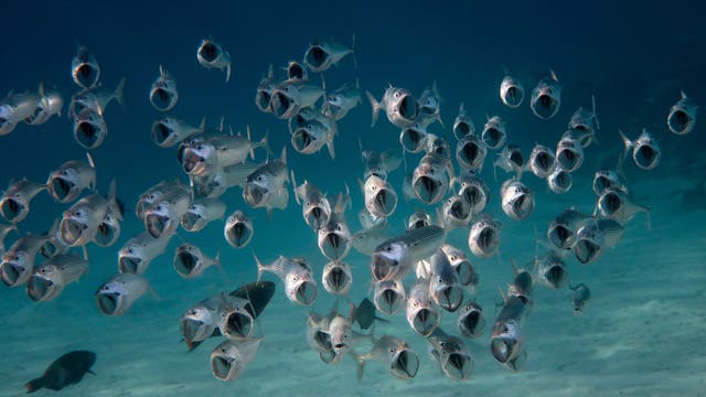 Eine große Gruppe von Fischen schwimmt im klaren, blauen Wasser des Ozeans. Die Fische haben ihre Mäuler weit geöffnet und bewegen sich in einem dichten Schwarm über den sandigen Meeresboden. Die Szene vermittelt ein Gefühl von Bewegung und Lebendigkeit in der Unterwasserwelt.