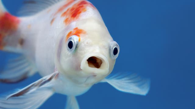 Nachaufnahme eines weiß-orangen Fisches, der mit weit geöffnetem Maul in die Kamera schaut.
