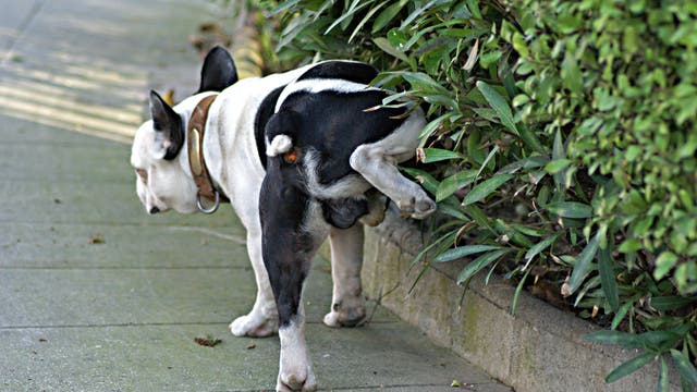 Ein schwarz-weißer Hund hebt sein Bein an einer Hecke.