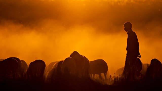 Eine Silhouette eines Hirten, der eine Herde Schafe bei Sonnenuntergang führt. 