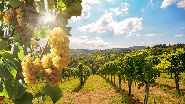 Weinberg mit Rebstöcken