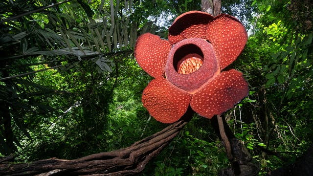 Eine Rafflesia arnoldii mit ihrer riesigen roten Blüte im Urwald.